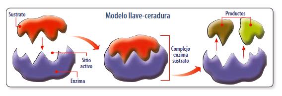 imagen del modelo llave cerradura